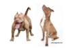 Discover Muscular Pitbull Breeds - Learn More!